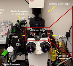 SA-Eluting Scaffold Research